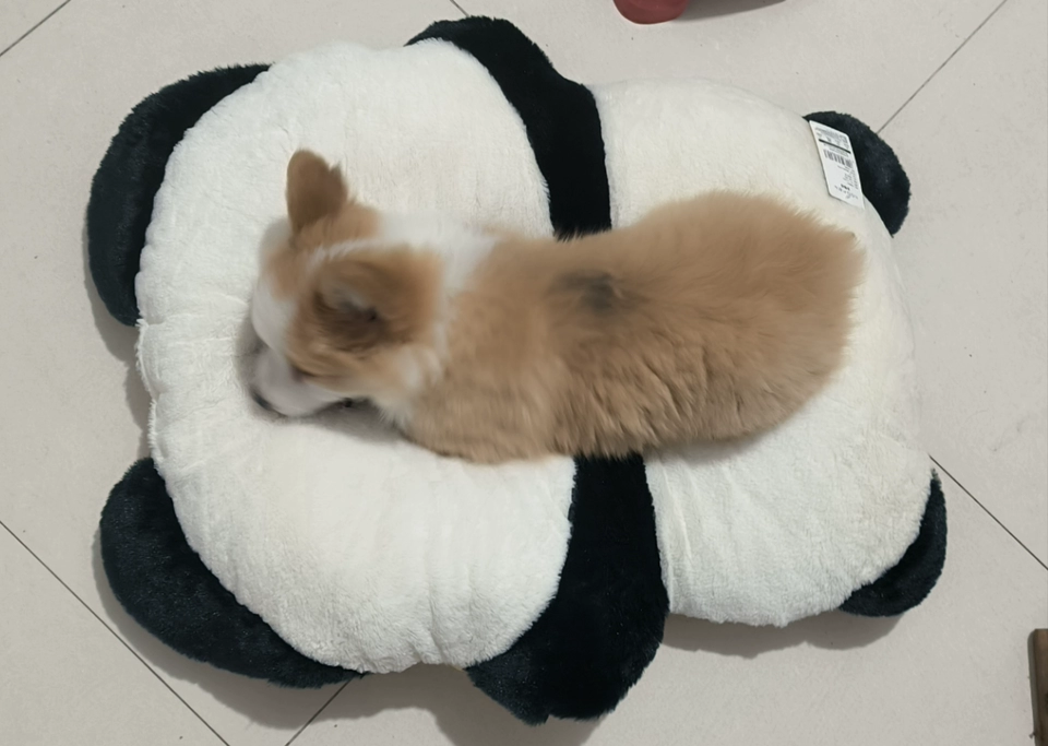 Coussin Chien Panda photo review