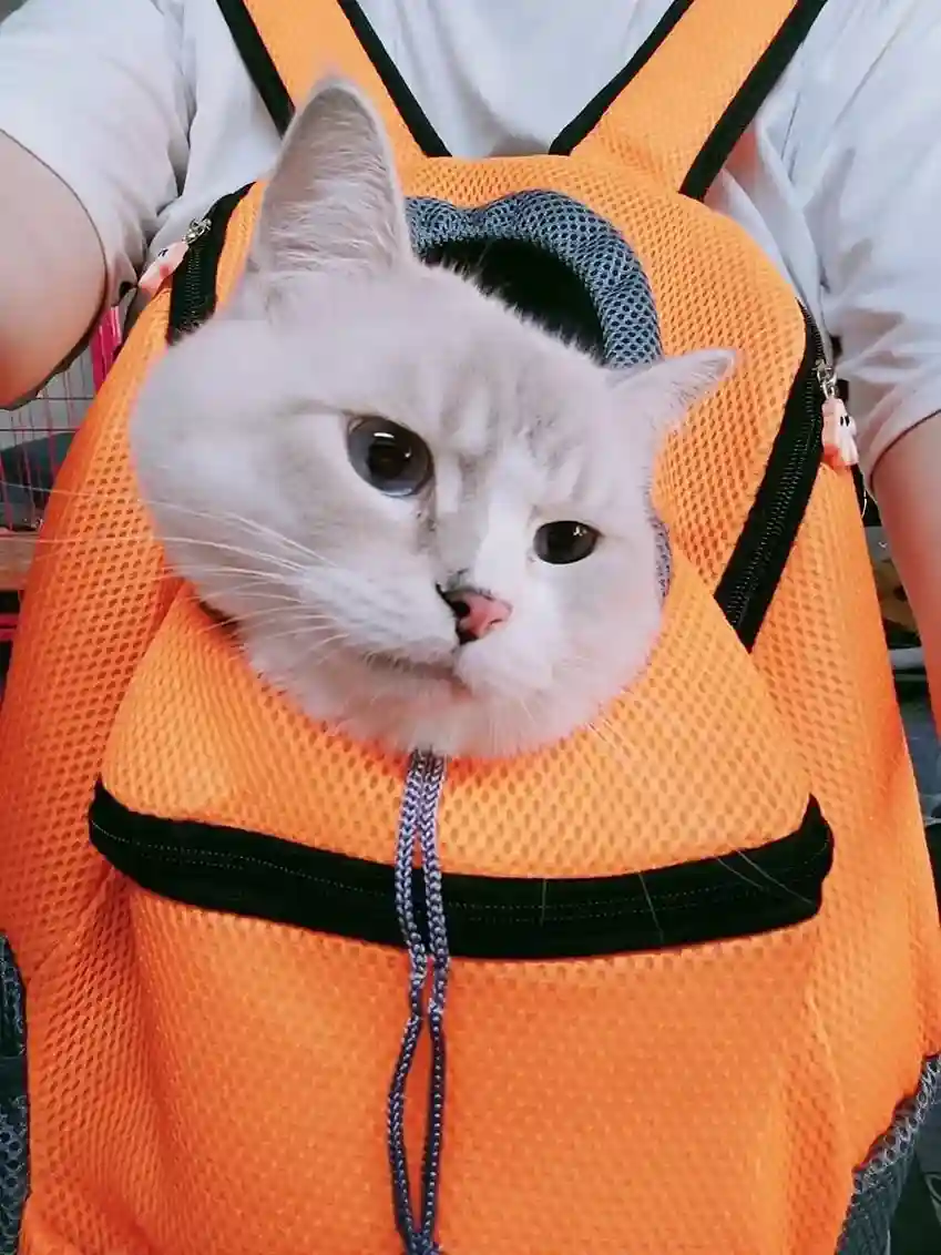 Sac À Dos Transport Chat Vamos photo review