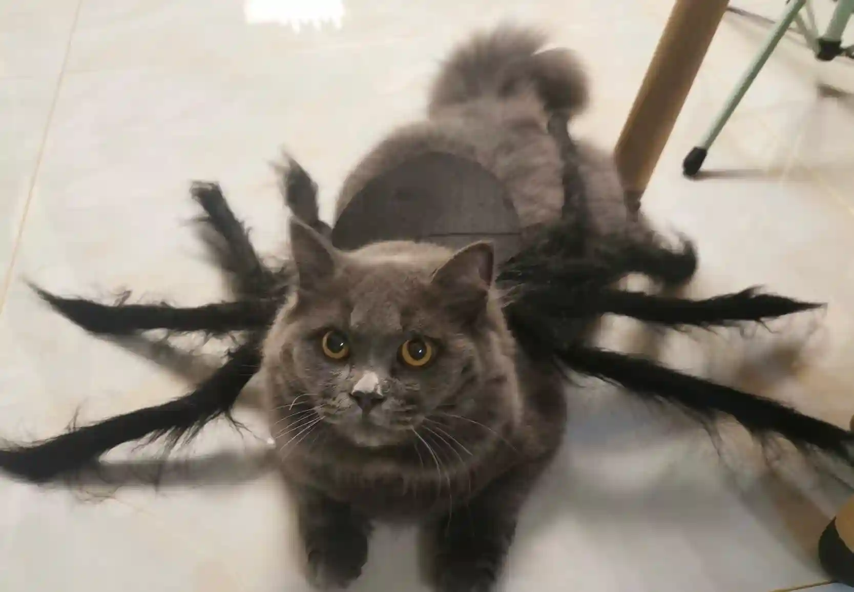 🕷️Déguisement Chat Halloween Araignée photo review