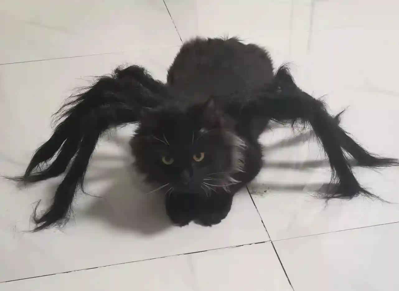 🕷️Déguisement Chat Halloween Araignée photo review