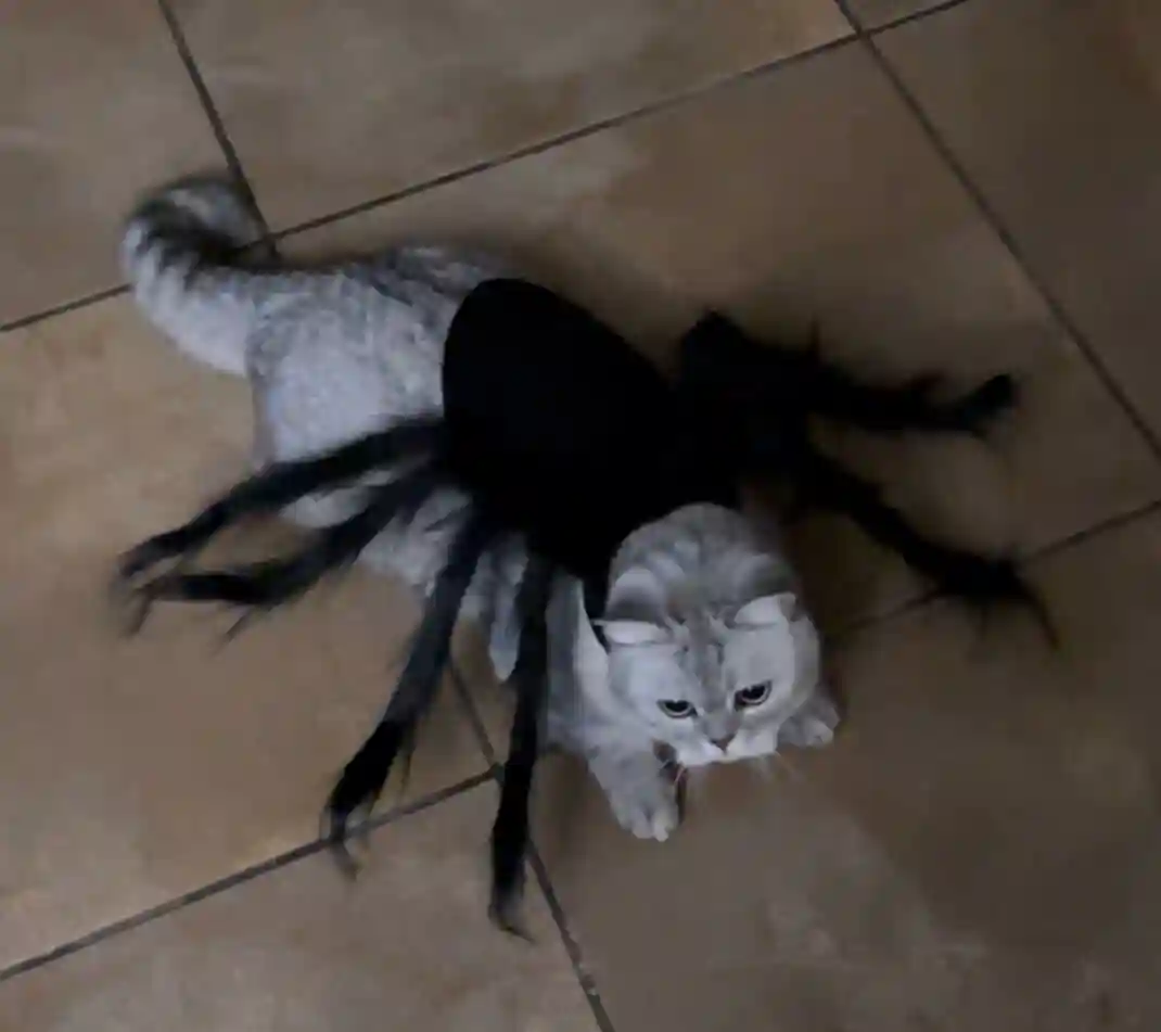 🕷️Déguisement Chat Halloween Araignée photo review