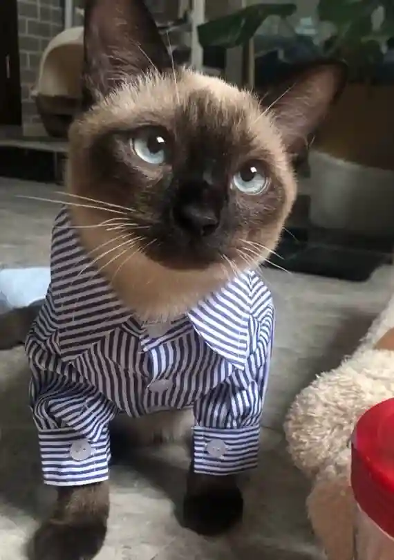 Costume Pour Chat Office-Pet photo review