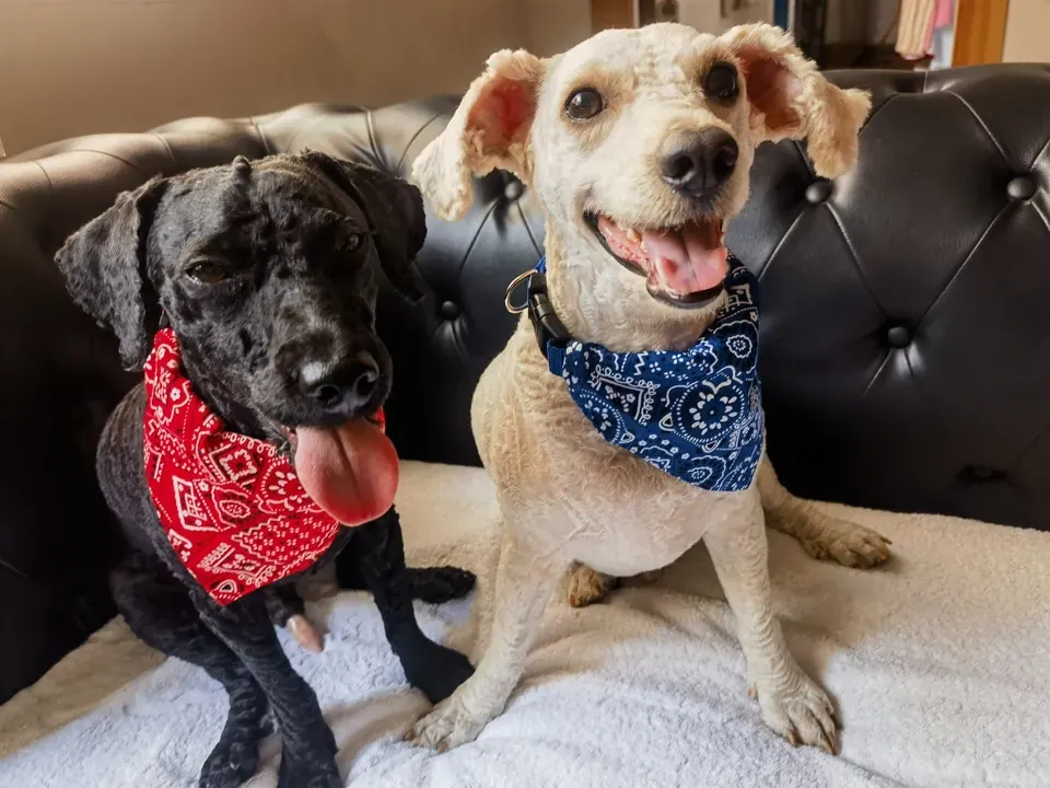 Bandana Chien Hippy photo review