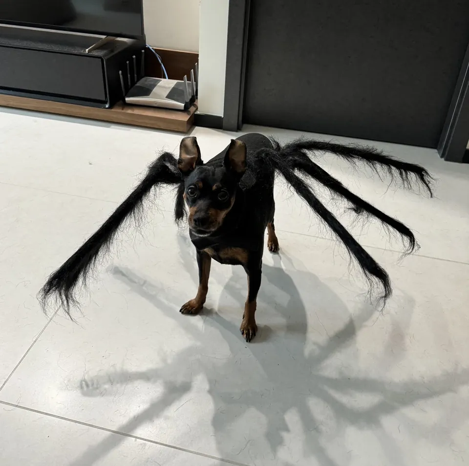 🕷️Déguisement Chien Halloween Araignée photo review