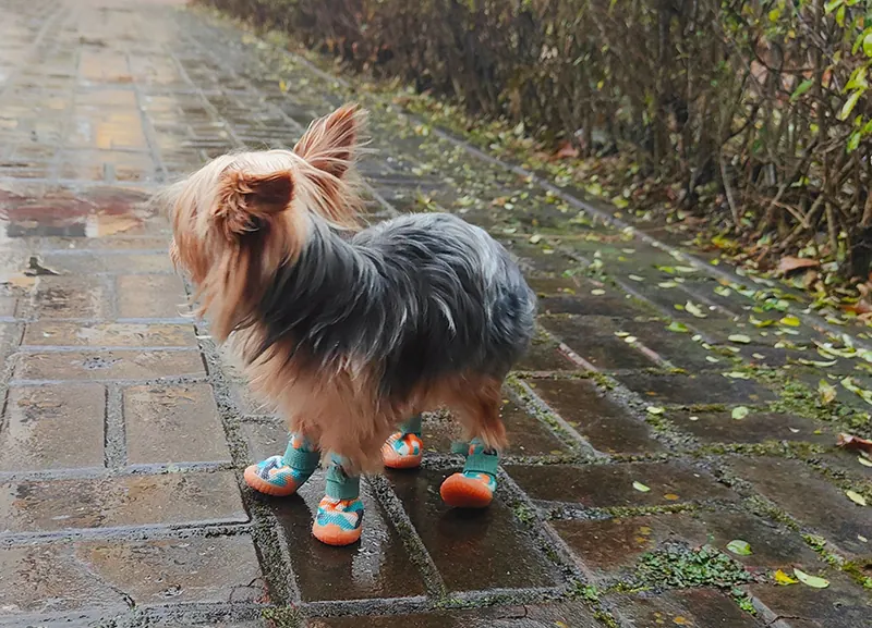 Chaussures Pour Chien Fresco photo review