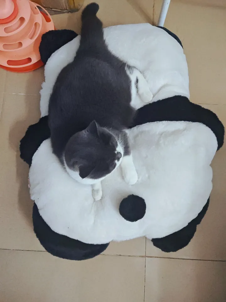 Coussin Chat Panda photo review