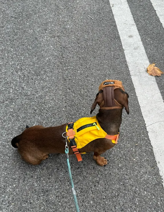 Snood & Bonnet Pour Chien Pilote photo review