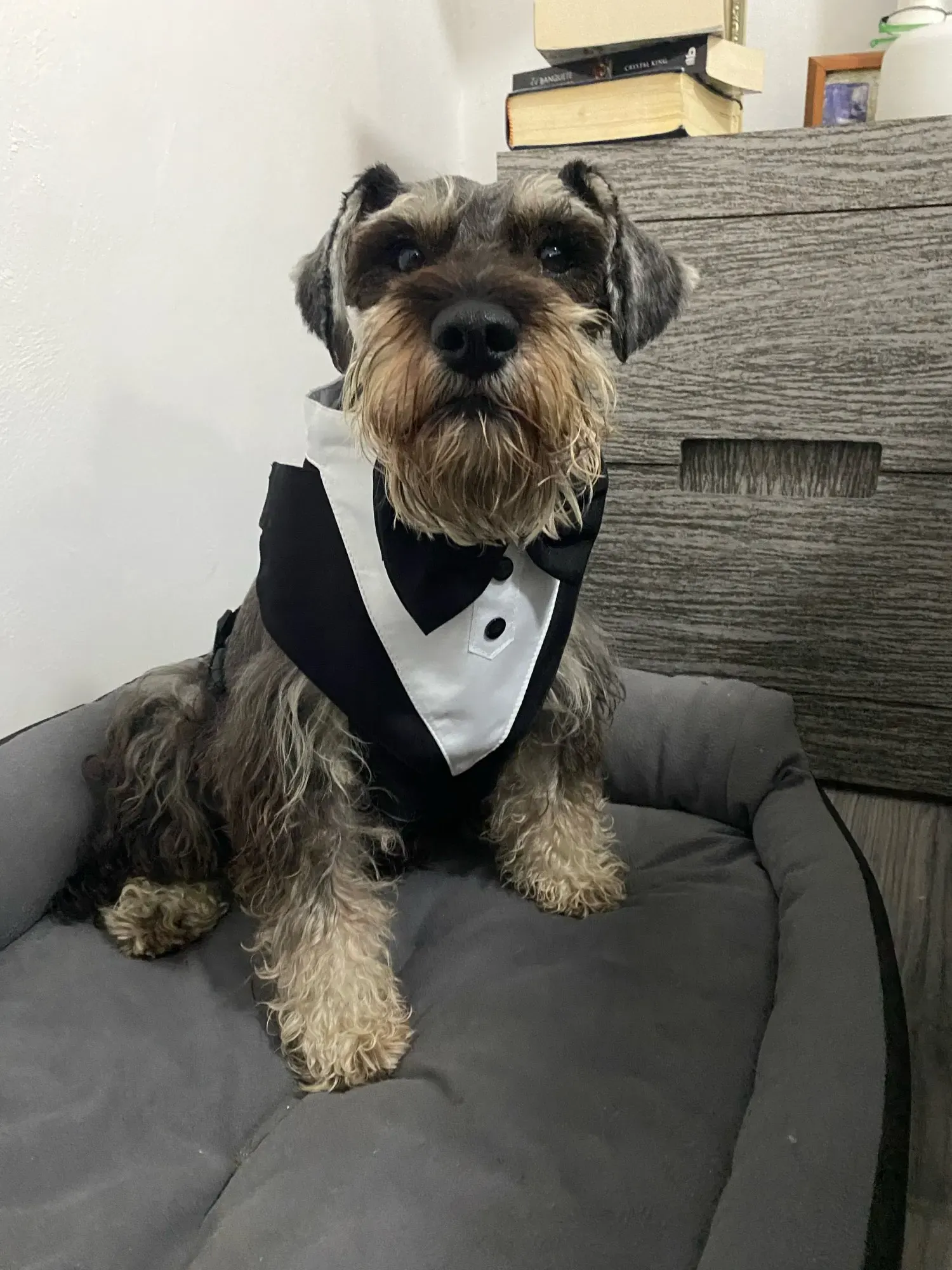 Harnais & Costume Chien Bow Tie photo review