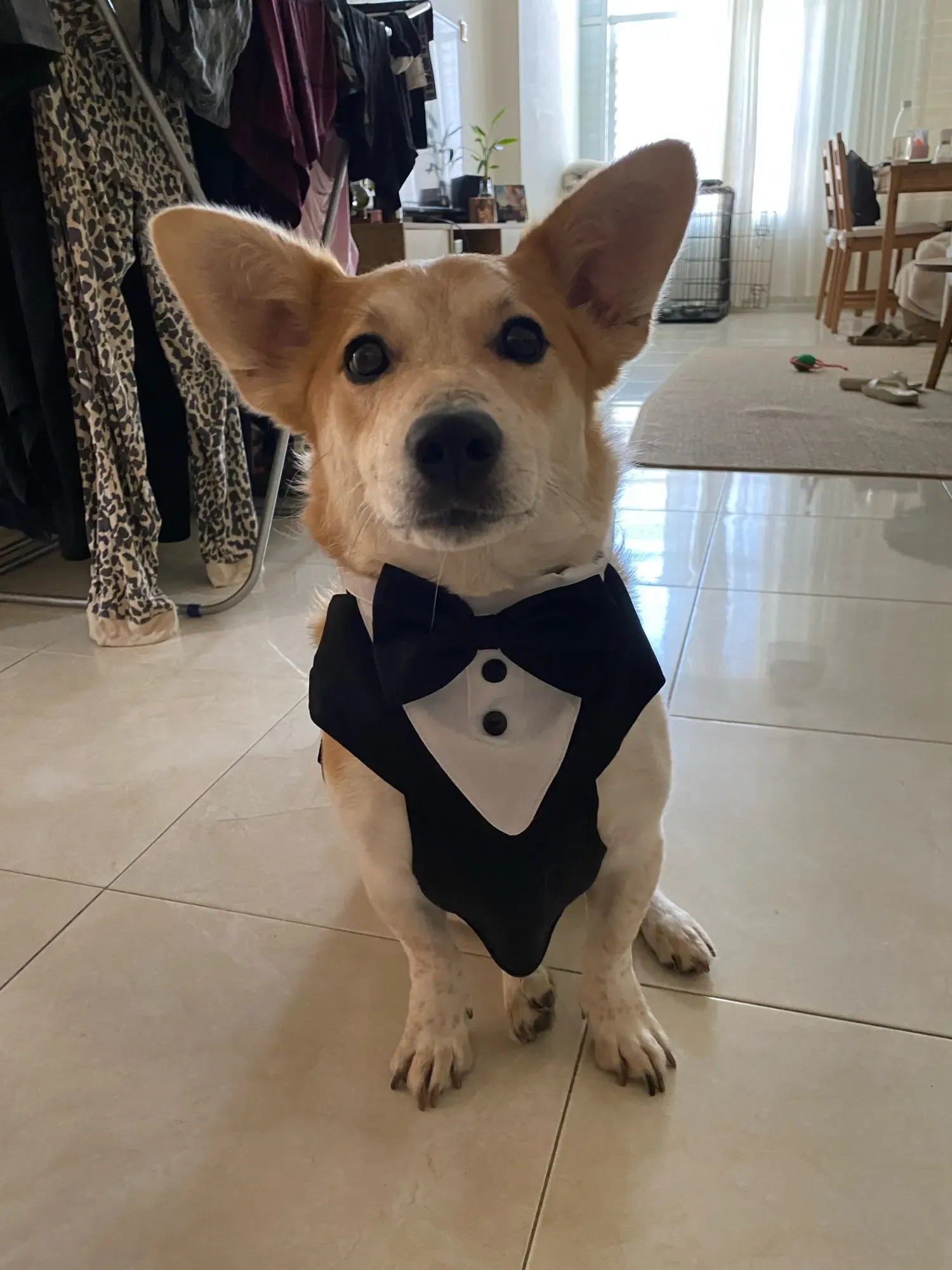 Harnais & Costume Chien Bow Tie photo review