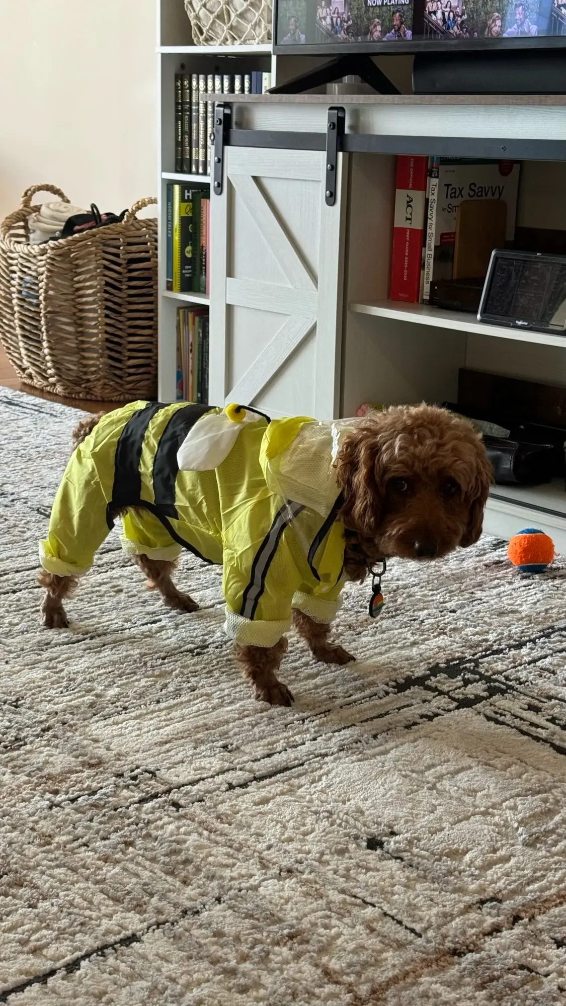 Imperméable Chien À Capuche Carino photo review