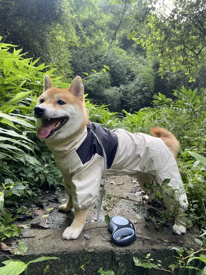 Imperméable Chien Avanzar photo review