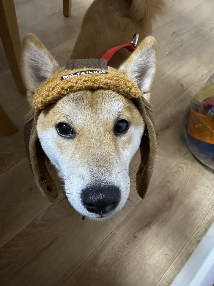 Snood & Bonnet Pour Chien Pilote photo review