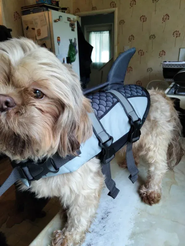 Gilet Sauvetage Chien Sharkie-Saver photo review