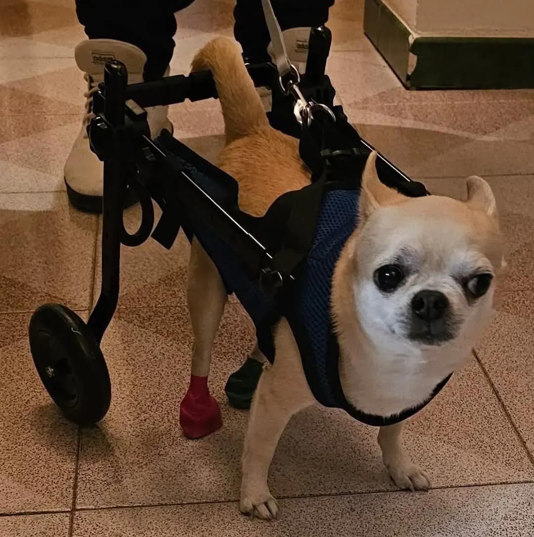 Chariot Pour Chien Handicapé Fortuna photo review