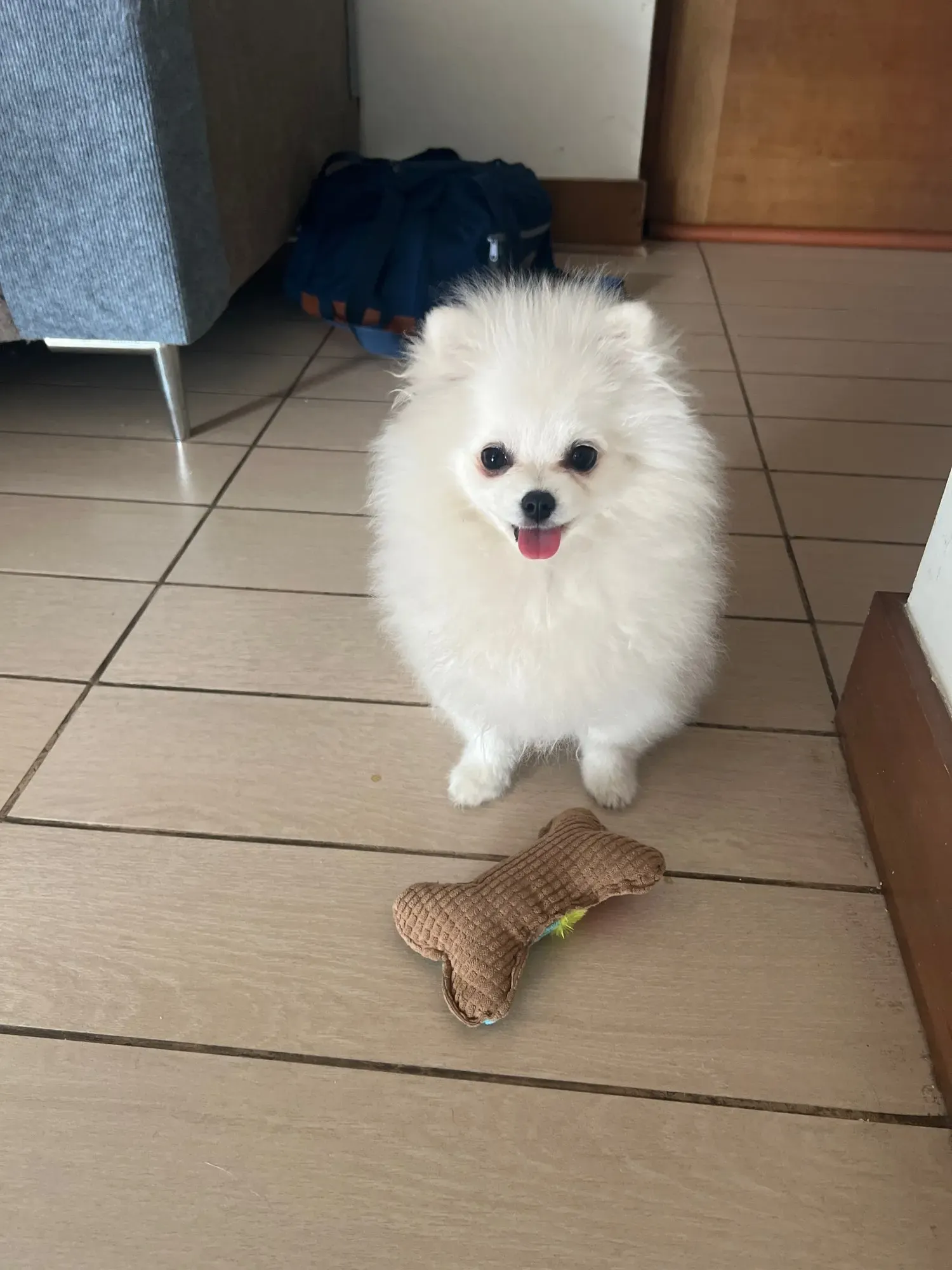 Doudou Jouet Pour Chien Miam photo review