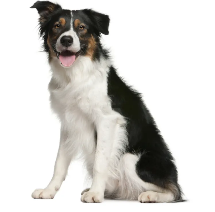 Un Border Collie mignon et intelligent.