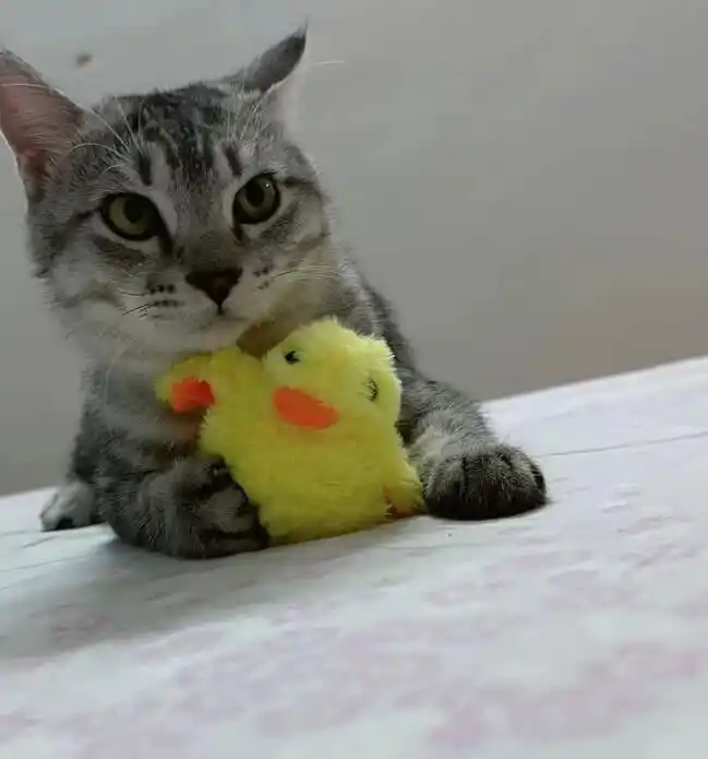 🐥Jouet Chat Interactif Canard Auto-Battant photo review