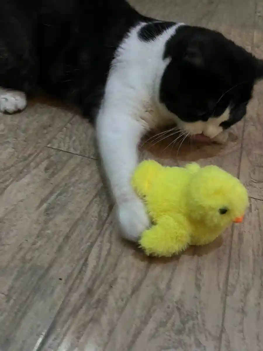 🐥Jouet Chat Interactif Canard Auto-Battant photo review