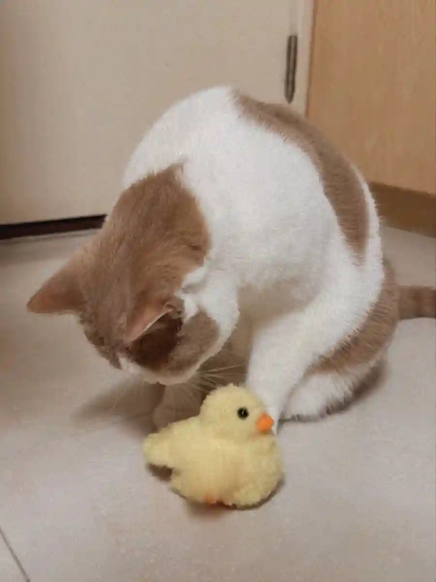 🐥Jouet Chat Interactif Canard Auto-Battant photo review