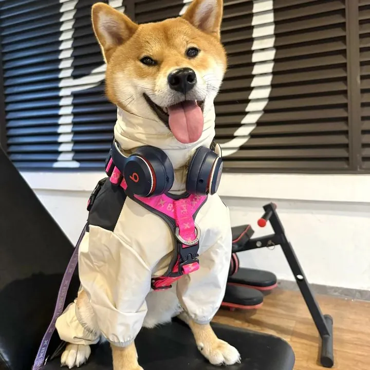 Un-Shiba-Inu-adorable-avec-un-harnais-rose