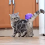 Une gif animée montrant un chat American Shorthair jouant avec une balle violette.