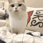 Une gif animée montrant une adorable chat ragdoll curieuse explorant son environnement.