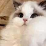 Une gif animée montrant un magnifique chat ragdoll regardant la caméra avec amour.