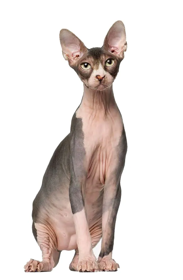 Chat Sphynx adorable avec une peau lisse