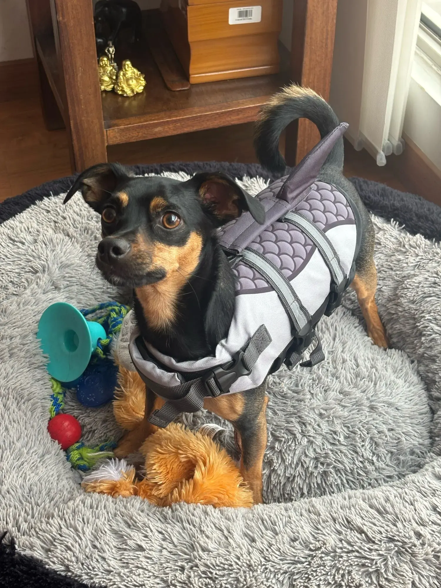 Gilet Sauvetage Chien Sharkie-Saver photo review