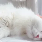 Une gif animée montrant un chat blanc allongé, profitant des caresses sur sa tête.