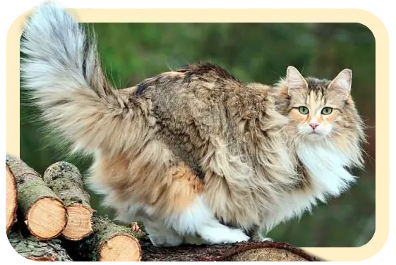 Un chat majestueux Norvégien des Forêts avec une fourrure épaisse et un regard noble.