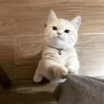 Une gif animée montrant un chat American Shorthair blanc debout, grattant un pantalon avec une attitude mignonne.