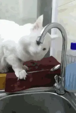 Chat ouvrant le robinet pour boire de l'eau