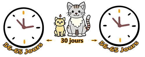 Les chats peuvent être enceintes tous les 60 jours, montrant leur grande capacité de reproduction.