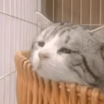 Un chat American Shorthair appuyé contre une cage avec une expression triste et mélancolique.