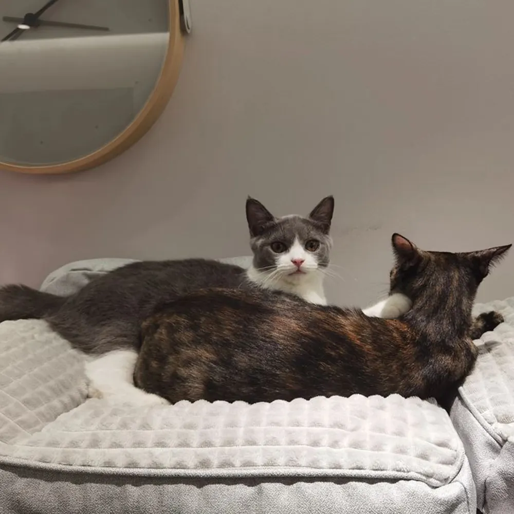 Deux chats se reposant confortablement sur un panier