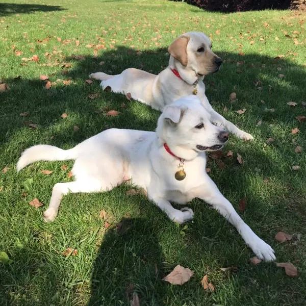 2 chiens Labradors se reposant sur l'herbe