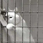 Une gif animée montrant un chat blanc intelligent ouvrant la porte d'une cage.