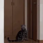 Une gif animée montrant un chat tigré intelligent sautant pour ouvrir une porte.