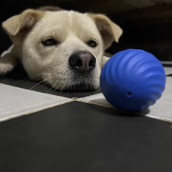 Un chien Labrador jouant avec une balle bleue