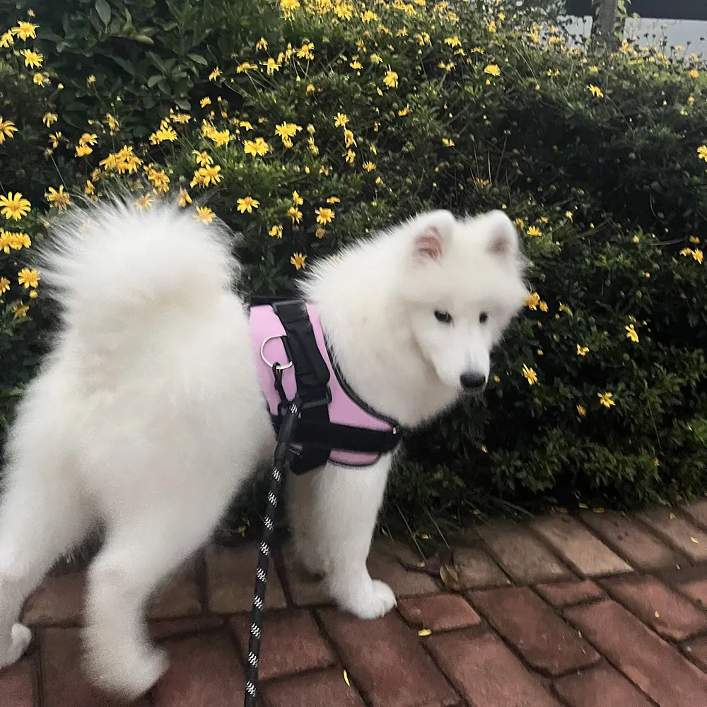 Un chien Samoyède portant un harnais rose, très heureux en plein air