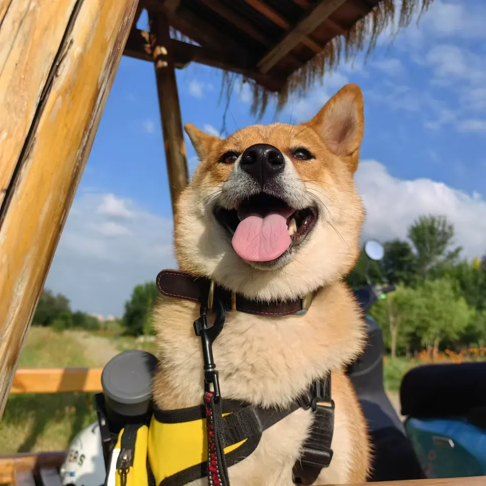 Un chien Shiba Inu portant un collier personnalisé, très heureux dans la nature