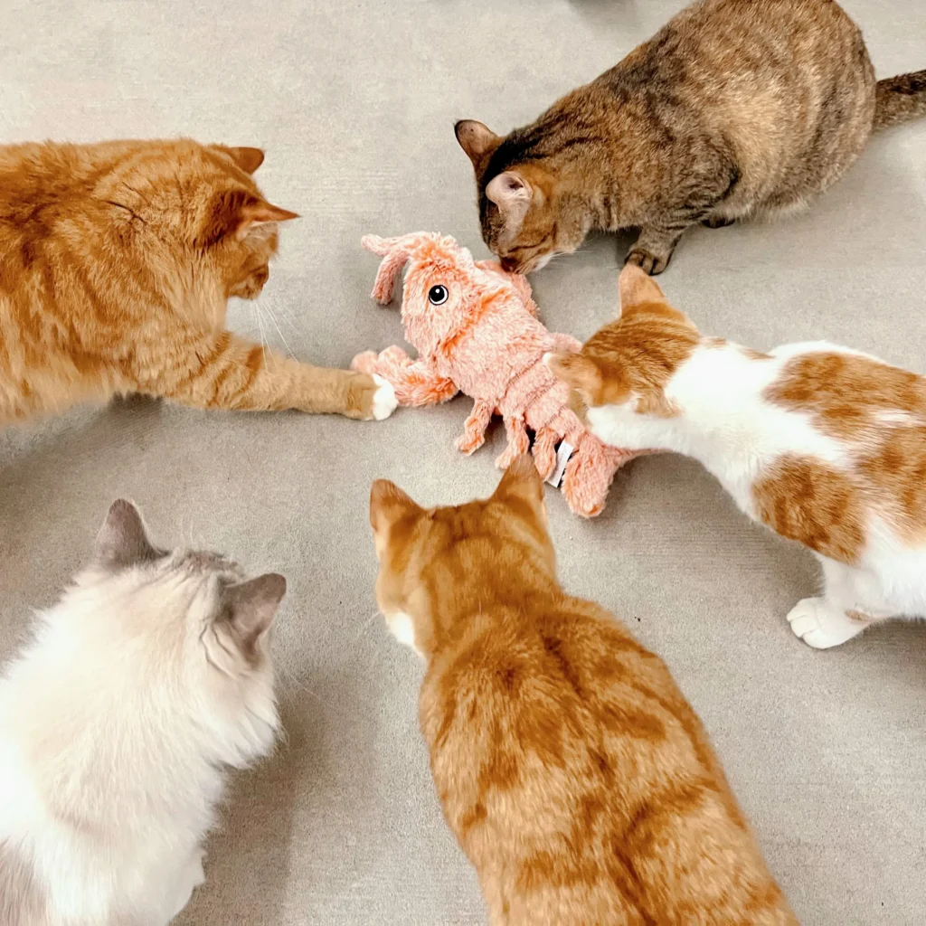 Un groupe de chats se battant pour un jouet en forme de homard