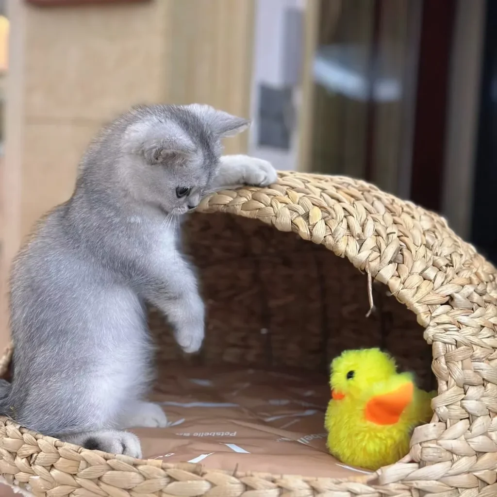 Un petit chat jouant avec un jouet en forme de canard