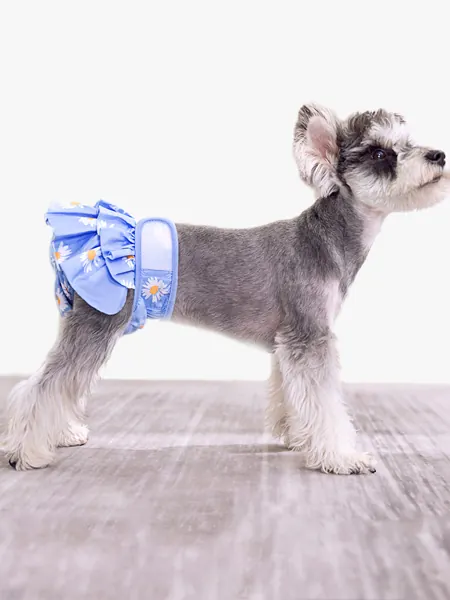 Un Schnauzer portant une couche bleue en forme de jupe hawaïenne