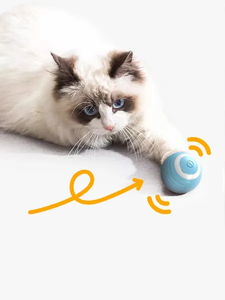 Une Ragdoll jouant avec un jouet balle électrique.