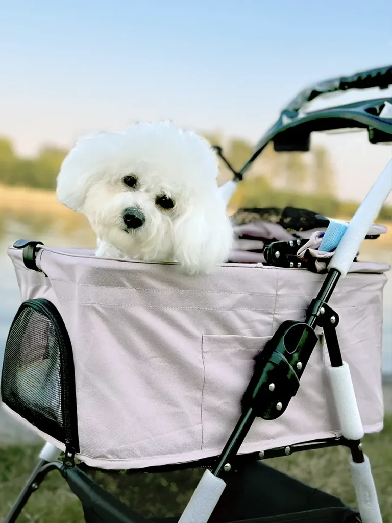 Un Bichon installé dans une poussette pour chien rose