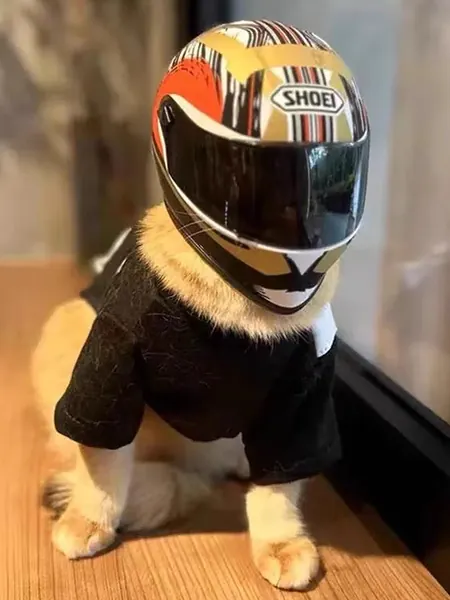 Un chat portant une casquette pour chat avec un casque de moto, très cool