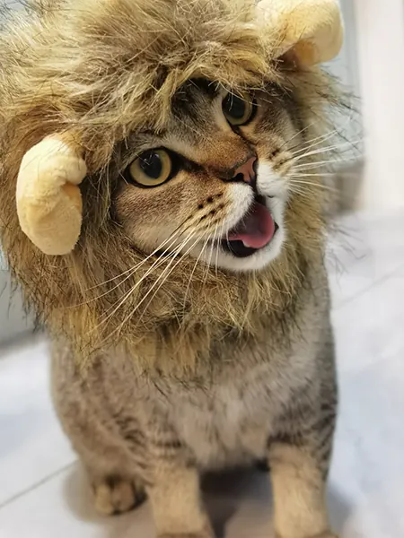 Un chat portant un déguisement pour chat en lion, se faisant passer pour un lion