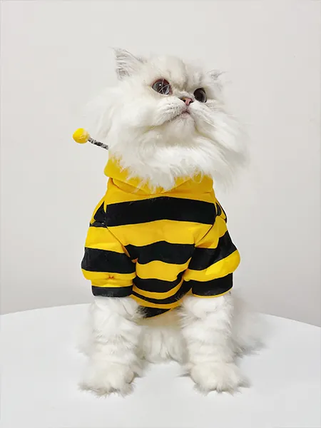 Un chat Persan portant un vêtement au style abeille